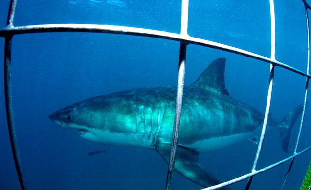 Shark Cage Diving