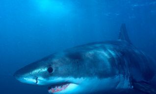 Shark Cage Diving