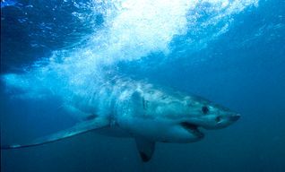 Shark Cage Diving