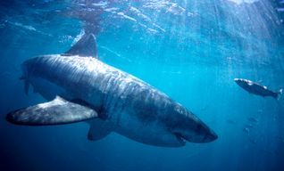 Shark Cage Diving