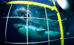 Shark Cage Diving